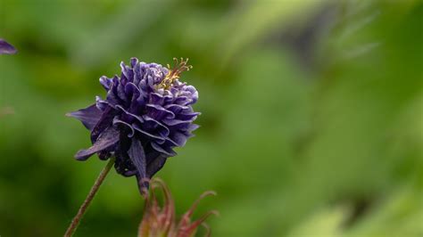 Wilde Akelei Aquilegia Vulgaris Siebe Postma Flickr