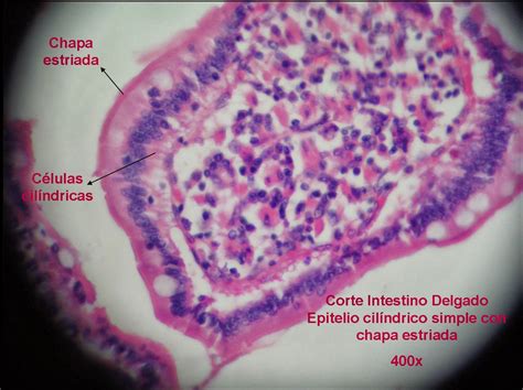 Embriología e Histología General Práctica