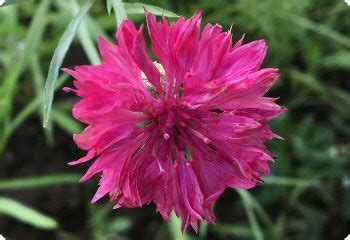 Centaurea cyanus Seeds