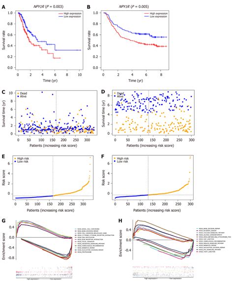 Prognosis And Gene Set Enrichment Analysis A And B Kaplan Meier Download Scientific Diagram