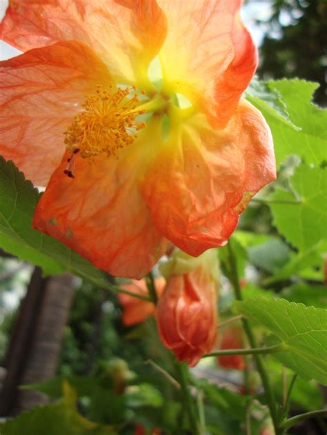 Photo Of The Bloom Of Flowering Maple Abutilon Lucky Lantern