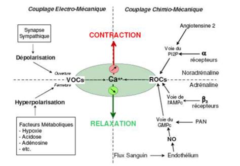 Physiologie Vasculaire Cartes Quizlet