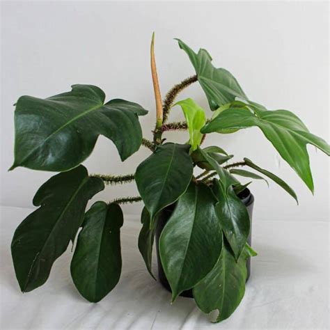 Blushing Philodendron Growing Guide Philodendron Erubescens