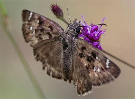 Horace S Duskywing From Jackson County MS USA On July 31 2023 At 02