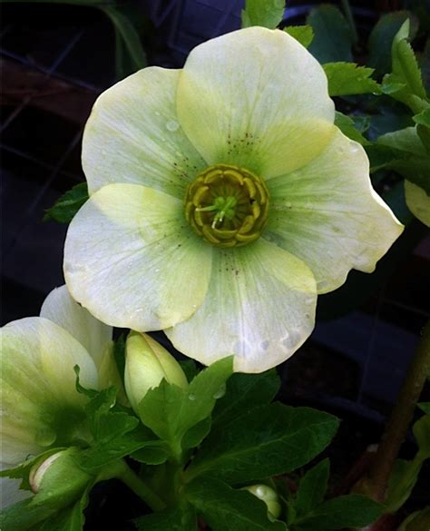 Hellebores Recent Forms Deborah Silver And Co