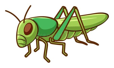 Cartoon Cute Green Cricket Isolated On White Background Stock Vector - Illustration of antenna ...