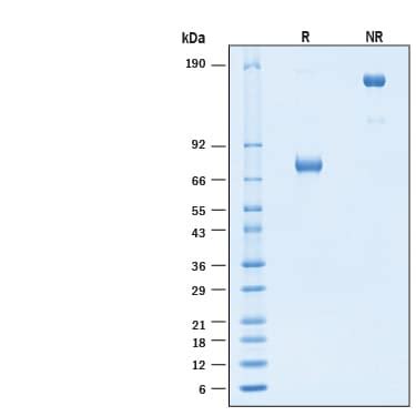 Recombinant Human Pd L B Dc Fc Alexa Fluor Protein Afr