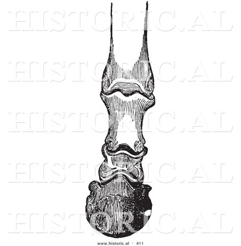 Historical Vector Illustration of Horse Foot Hoof Bones and ...