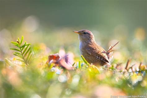 Zaunkönig Faszinierende Fakten über den kleinen Vogel