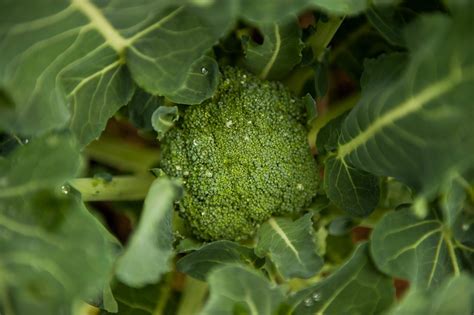 What To Make With Broccoli Leaves