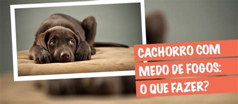 Blog Meu Cão Companheiro Cachorro Medo de Fogos Saiba o que Fazer