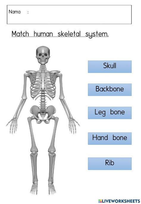 Human Skeletal System Year Worksheet Live Worksheets Worksheets