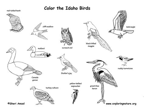 Idaho State Bird Coloring Page Coloring Pages