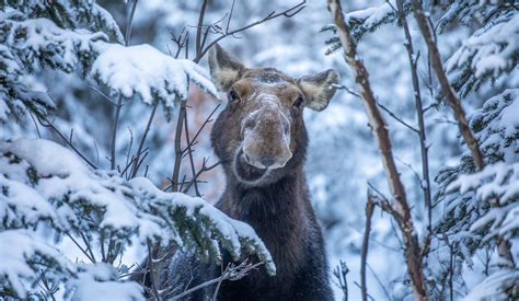 Winter in the Wild Festival | Algonquin Provincial Park | The Friends ...