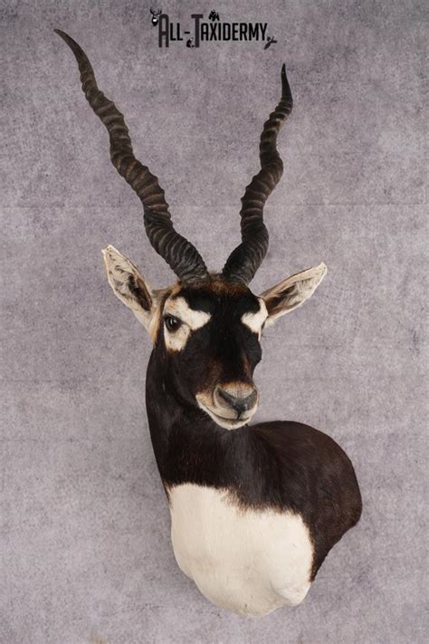 Himalayan Blackbuck Taxidermy Shoulder Mount Sku 2658 All Taxidermy