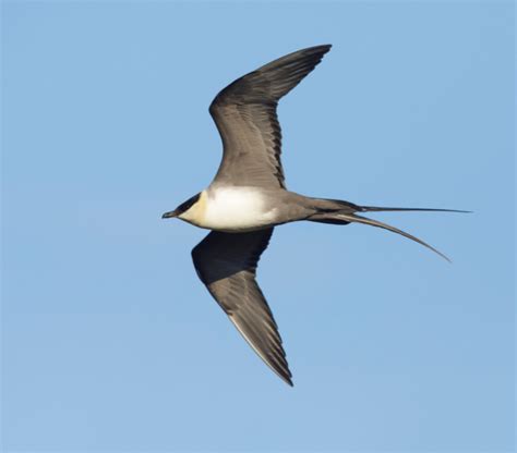 La Fascinante Migration Des Oiseaux L Preuve Des Changements Globaux