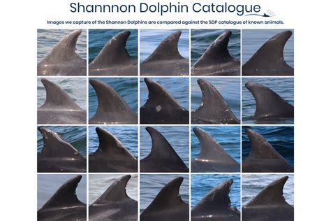 How To Identify The Shannon Dolphins Irish Whale And Dolphin Group