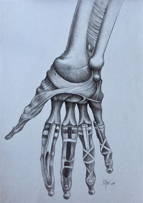 ANATOMICAL HAND DRAWING | Behance