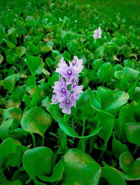 80 Common Water Hyacinth Stock Photos Pictures And Royalty Free Images