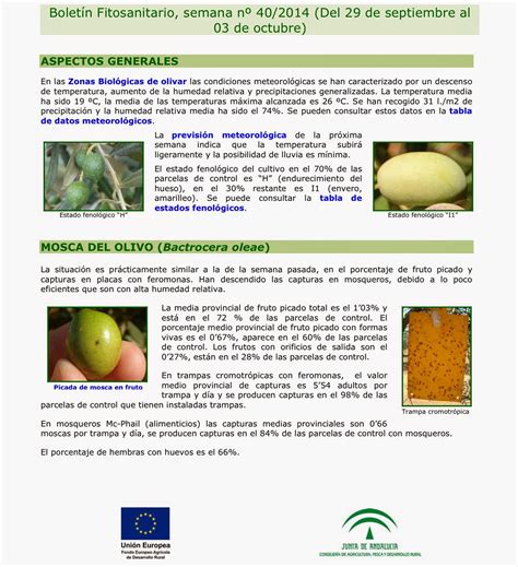 Yo Cultivo Aceite Verdial De La Axarquía Boletín Fitosanitario Del Olivar Nº 40 De La Provincia