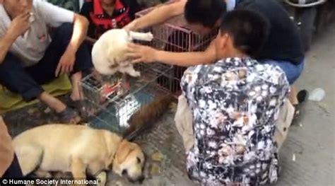 Secret Cameras Capture Preparations For Chinas Annual Yulin Dog Meat