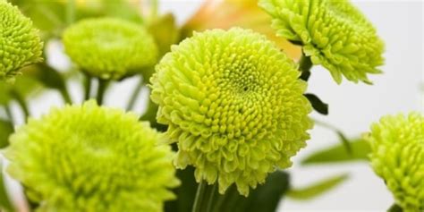 35 Types of Green Flowers: Complete List with Names and Images