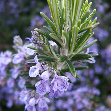 Rosmarino Botanicals Il Portale Sull Utilizzo Delle Piante Medicinali