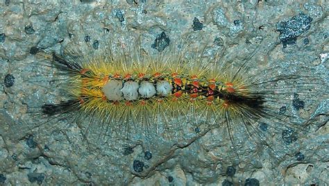 Western Tussock Moth Caterpillar Whats That Bug