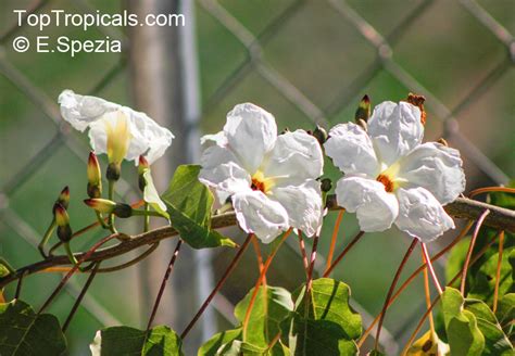 Ipomoea Arborescens Tree Morning Glory Toptropicals