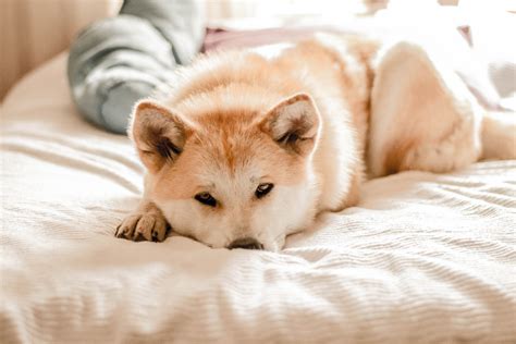 Qué debo hacer si mi perro tiene cáncer