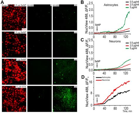 Effect Of Senps On The Activation Of Caspase 3 Induced Apoptosis In