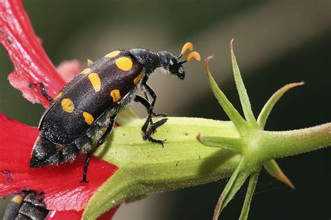 Blister beetle - Wikipedia