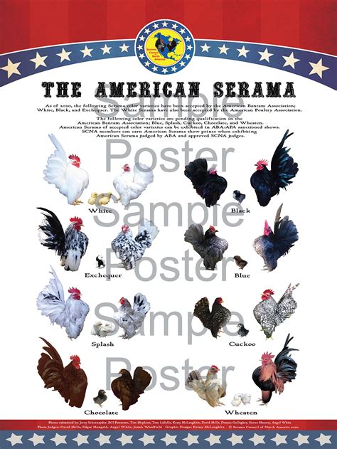 2020 American Serama Color Poster