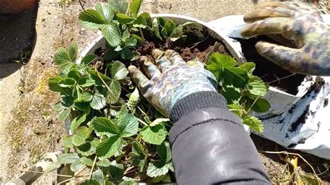 Hoe Kweek Je Veel Aardbeien In Een Pot Het Planten Van De Aardbei