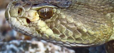 Portrait - Crotalus Scutulatus Photograph by Judy Kennedy