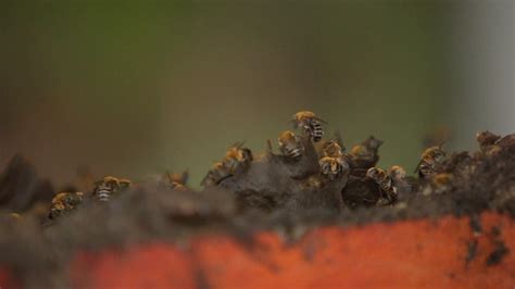 Ap S Ataque De Abelhas Duas Pessoas S O Socorridas Dois Cachorros