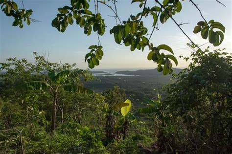 Paisaje de un valle verde con río de campos y bosques densos Foto Premium