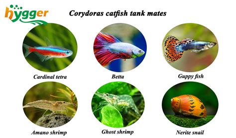 How Many Corydoras Can Be Put in a Tank - hygger