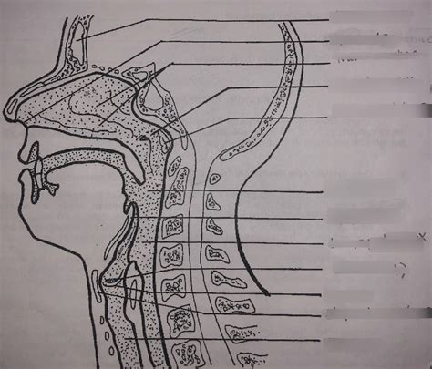 Sagittal Section Of Upper Respiratory Tract Diagram Quizlet