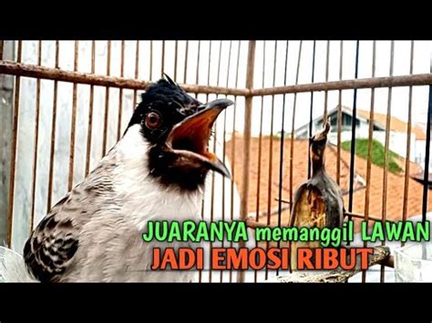 Suara Burung Kutilang Gacor ASLI Tanpa Isian Ampuh Untuk Pikat