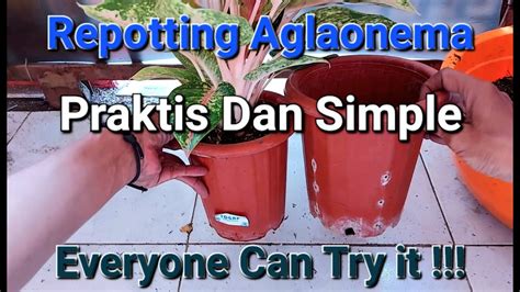 Repotting Aglaonema Praktis Simple Everyone Can Try It Youtube