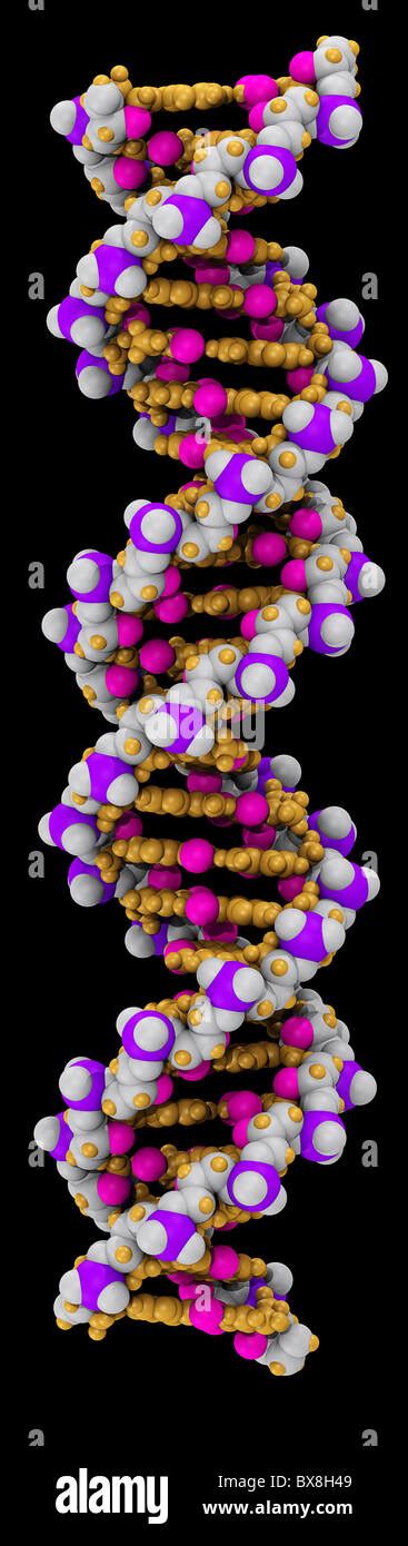 Space filling model dna hi-res stock photography and images - Alamy