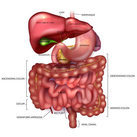 Digestive Tract Image Intestine Stock Vector Illustration Of Organ