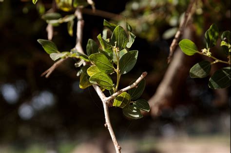 Ziziphus Spina Christi Christs Thorn Fotografie Andreas Mesli