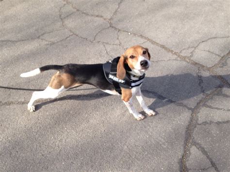 Jayne crushing that "fat beagle" stereotype! : beagle