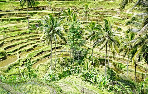 Tegalalang Rice Terraces, Bali | Camille Tries To Blog | Camille Tries ...