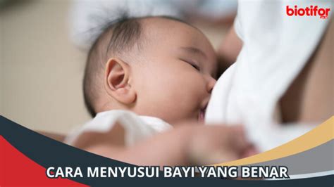 Cara Menyusui Bayi Yang Benar Panduan Lengkap Biotifor