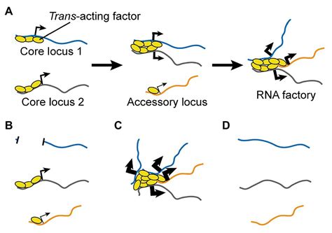 Frontiers Rna Biogenesis Instructs Functional Inter Chromosomal