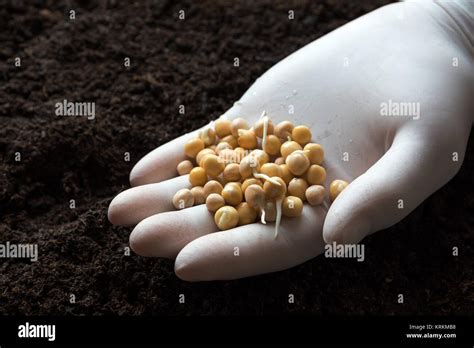 Planting pea germinating pea seeds Stock Photo - Alamy