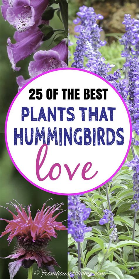 Hummingbird Plants: 25+ Of The Best Flowers That Attract Hummingbirds